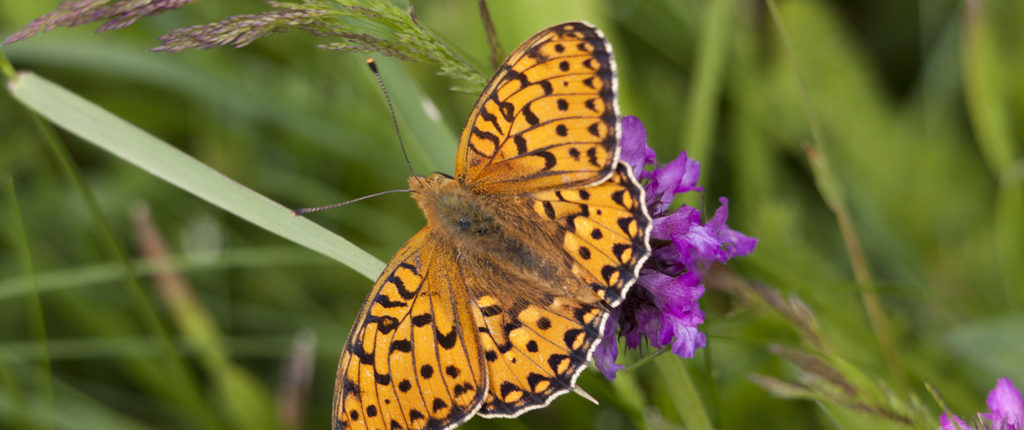 Autour des maisons Amis de la Nature, les papillons sont protégés