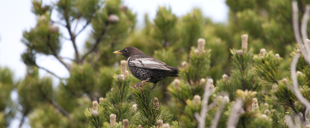 Oiseau alsacien dans un arbre Amis de la Nature 67