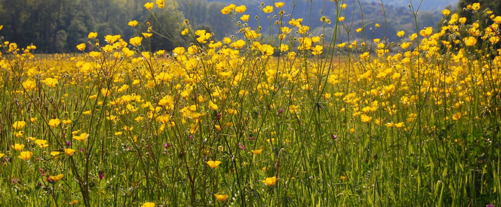 Prairie fleurie du côté de Heiligenstein en Alsace