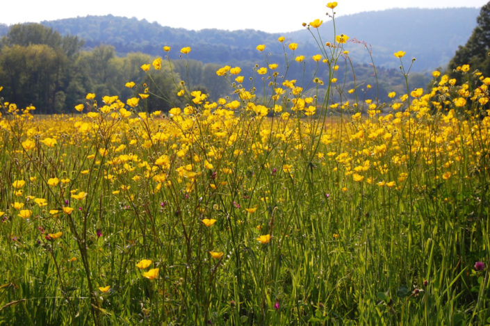 Prairie fleurie du côté de Heiligenstein en Alsace Prairie fleurie du côté de Heiligenstein en Alsace