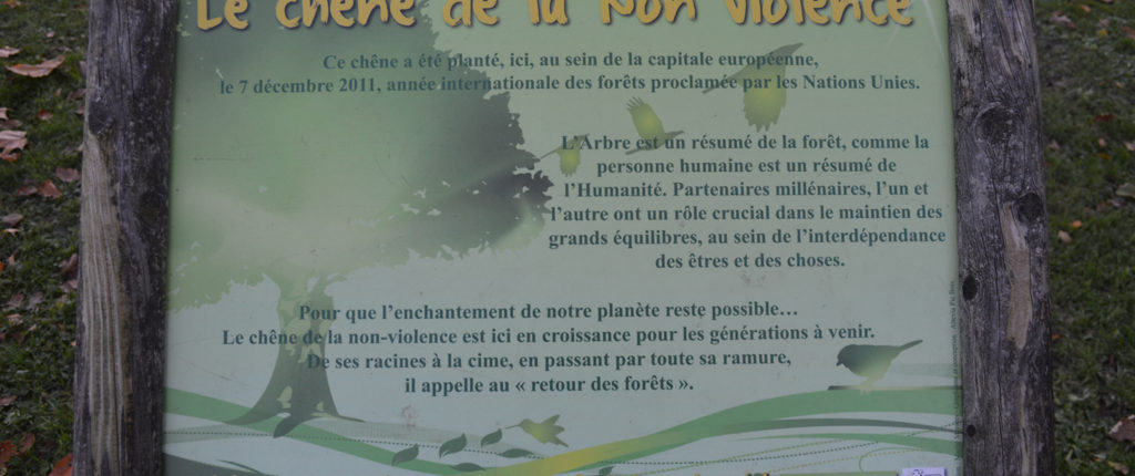 La Marche 2017 a permis aussi de faire découvrir des éléments remarquables tels que ce symbolique « chêne de la non-violence »