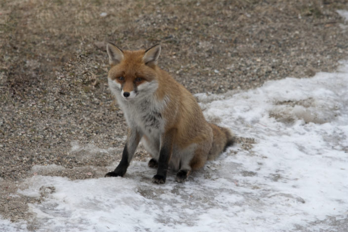 Rencontre avec un renard au cours d’une balade dans les Vosges Rencontre avec un renard au cours d’une balade dans les Vosges